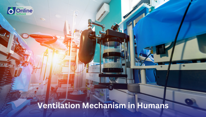 Lesson 03: Ventilation Mechanism in Humans